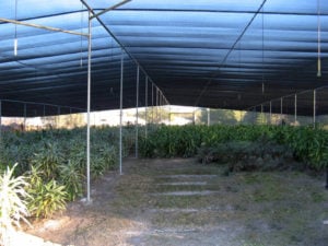 Wide Span Shadehouse Greenhouse
