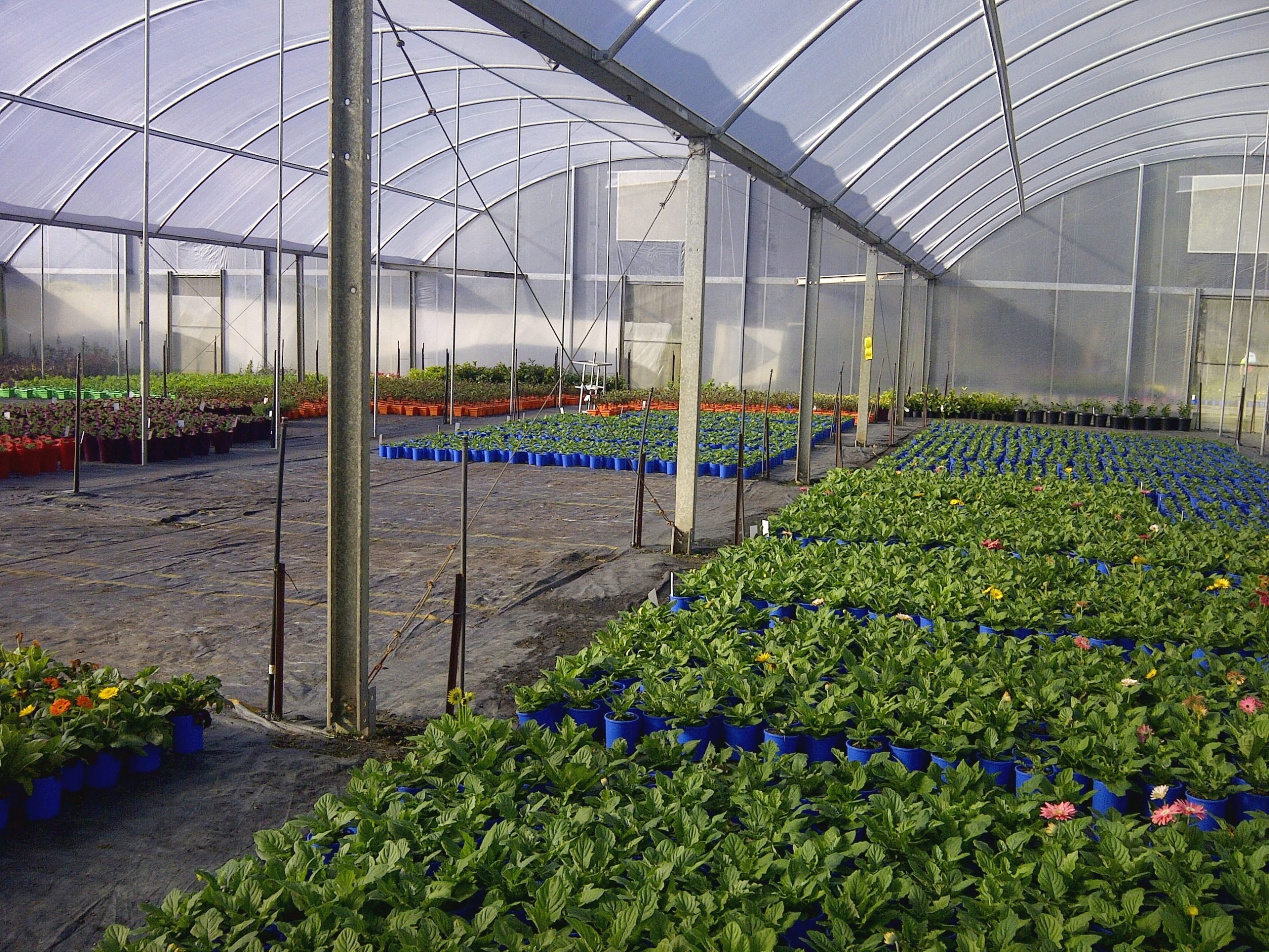Featured image for “Environmental Factors in Greenhouses”